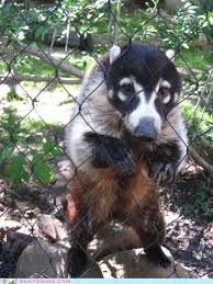 I grab another raccoon out of whatever enormous box i am having all these animals shipped to my house. Pin On Fluff The Magic Pinboard