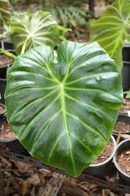 Image result for Remusatia