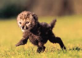 Running Baby Cheetah Endangered Species Too Beautiful To Lose Baby Animals Funny Animal Photos Animals