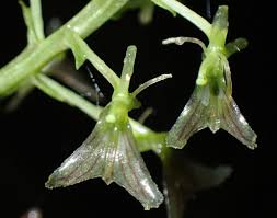 Image result for Liparis killmanniae