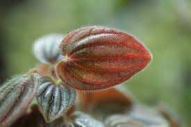 Image result for Peponium sp. A