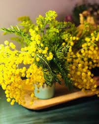 Why Is Mimosa Flower The Symbol Of Italian Women S Day Visit Abruzzo