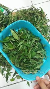 Cara simpan halia, lengkuas dan kunyit. Cara Simpan Daun Kesum Daun Kunyit Daun Limau Purut Agar Kekal Segar Dan Tahan Lama Nanieybarnieylurviey