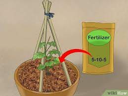 Use the best soil for cucumbers. How To Grow Cucumbers In Pots With Pictures Wikihow