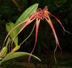 Image result for Bulbophyllum kivuense