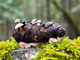 Image result for Strobilurus conigenoides