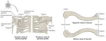 The charsi of medical literature. The Pectoral Girdle Anatomy And Physiology I
