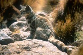 The andean mountain cat (leopardus jacobita) is a small wild cat native to high elevations of the andes mountains in south america. Andean Cats Mother And Kitten Photographed In Chile