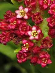 Image result for Linderniella gracilis