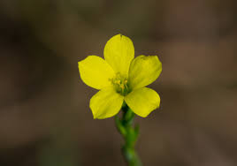 Image result for Limeum sulcatum