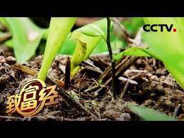 致富经 大山种出致富 草 20200618 cctv农业 youtube plants