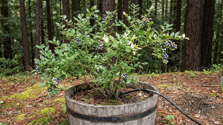 How to Grow a Blueberry Bush in a Pot?