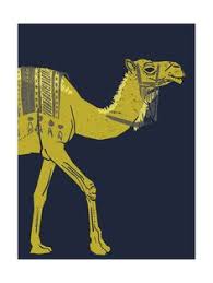 If your big toe and toe before the little toe are both swollen, or there is an indication that they are bigger than normal then there is a good chance you are. Camel