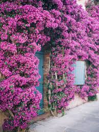 We Were Amazed By The Blooming Bougainvillea In France See More At Http Lucycuneo Com Walls Of Bougainville Bougainvillea Tree Nature Garden Lawn And Garden