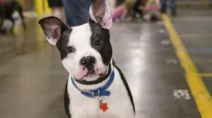 Although there are many wonderful souls across the nation who work extra hours and put in efforts beyond their capacity, there is always a shortage of funding and communication across the animal activist circuit. Here S How You Can Adopt A Pet For Free On May 5
