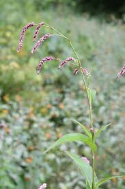 Image result for Persicaria lapathifolia
