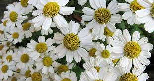 Feverfew Tanacetum Parthenium Migraine Prophylactic Anti Inflammatory Vasodilatory Antirheumatic Febrifuge Digestive Bit Feverfew Plant Feverfew Plants