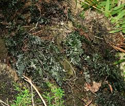 Image result for Abrodictyum