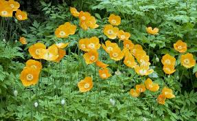 Gelber Scheinmohn Leuchtende Farbtupfer Im Garten Steingarten Naturgarten Pflanzen