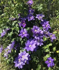 Large, 4 inch wide, early summer flowers are borne on sideshoots growing from last year's shoots. Dendropark Lt RaganÄ— H F Young Clematis H F Young Facebook