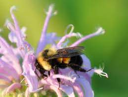 This means you will not beable visit us in person. Lawsuit Seeks Greater Protection For Endangered Bumblebee Mpr News