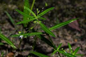 Image result for Oldenlandia corymbosa