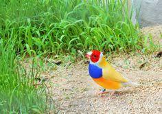 Bird Aviary For Sale Nsw Gouldamadine Dieren Mooi Vogels Voliere