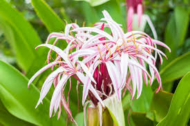 The combination of intense sunlight, fiery heat, stifling humidity, and rainstorms that can last for days make it a climate this is especially true if you have a flowerbed that is in the full sun during the hottest part of the day. Full Sun Flowering Plants Choosing Flowers For Sunny Zone 9 Gardens