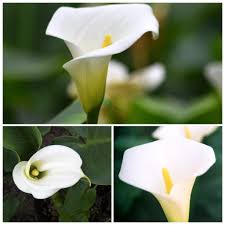 Hawaiian gardenia native to the aloha state , hawaiian gardenia—or na'u—is one of the most fragrant flowers in the islands; South Africa And Her Beautiful Flowers Shop Fabulous Fabulous Flowers