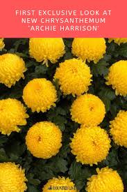 First Exclusive Look At New Flower Archie Harrison Archie Chrysanthemum Harrison