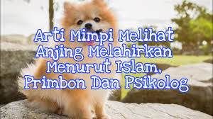 Maybe you would like to learn more about one of these? Arti Mimpi Melihat Anjing Melahirkan Menurut Islam Primbon Dan Psikolog Youtube