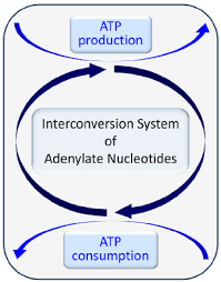 Elemental Biochemical Processes Involved In The Energy Status Of Cells Download Scientific Diagram