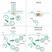 Describe how researchers explore the living cell. Cells Free Full Text The Autophagy Cilia Axis An Intricate Relationship Html