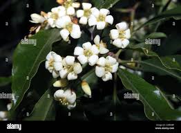 Image result for Pittosporaceae