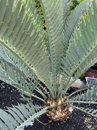 Image result for Encephalartos