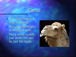 1) the ………… is the king of the jungle. How Have These Animals These Adapted To Their Environment Ppt Download