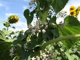 Image result for Cynanchum orangeanum