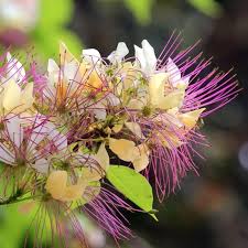 Image result for Crateva