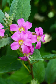 Image result for Melochia