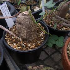 Image result for Momordica boivinii