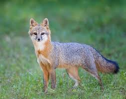 Offers the most comprehensive services for getting rid of them for good. Florida In Heat Animals In Everglades National Park Animals Animals Wild Pet Fox