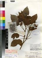 Image result for Agelaea pentagyna