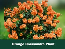 Image result for Crossandra