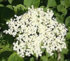 There are many florists out there, in my view, who really. Elder Flower Tree Plant Make Elderberry Wine Elderflower Lemonade Ebay