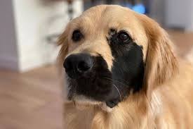 Adorable Golden Retriever With Rare Genetic Mutation Is Winning People S Hearts Mirror Online