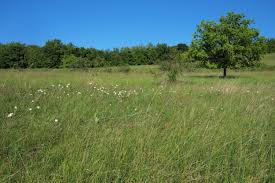 Check spelling or type a new query. Erect Brome Encyclopedia Of Life