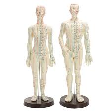 Anatomy chart of human cardiovascular, blood circulatory system, male body, cartoon vector illustration isolated on white background. 20 Human Body Acupuncture Model Male Female Meridians Model Chart Book Buy At A Low Prices On Joom E Commerce Platform