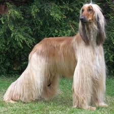 The afghan hound is an aristocrat, his whole appearance one of dignity and to confirm pricing, availability and descriptions of our puppies for sale, please call, email or text message the store. Afghan Dog