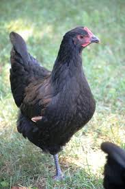 An interesting bit of information about this breed is that it is the developed in australia from black orpingtons. Australorp Pullets Or Cockerels Backyard Chickens Learn How To Raise Chickens