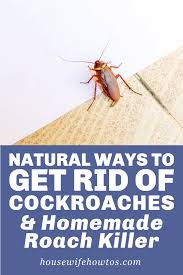 If you're able to shine light on a cockroach you can get him to start running, making it easier to spot him. Pin On Housewife How To S Blog